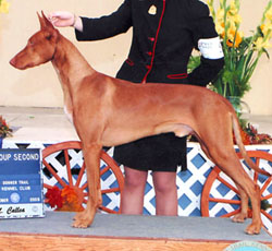 sonic_eukanuba_photo