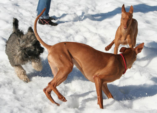 dolly and tyyne 12 04 2009 p2