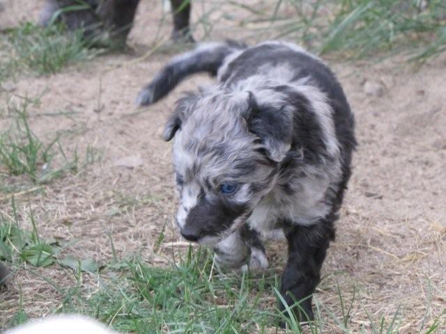 hitti_ja_leo_618