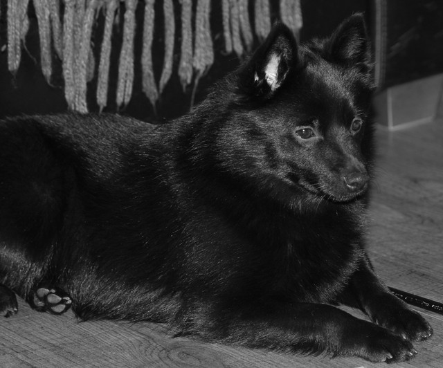 Vuoden 2013 kolmanneksi voitokkain schipperkenarttu, kok.sij. 5.