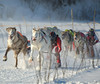 reindeer race