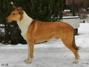 Sileäkarvainen collie, Turella's Jack Pot
