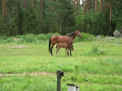 Lintumaalla kuin herran kukkarossa