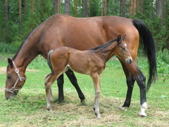 ema ja urho 24-7-11