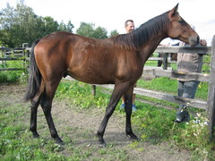 Maxx Birdland 310712