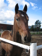Urho 090912