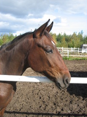 Urho 090912