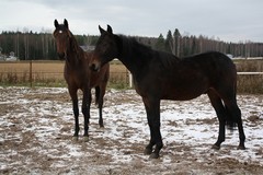urho_adam_311012