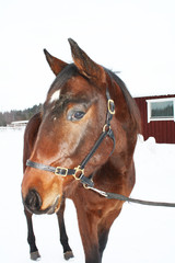 urho 16012013