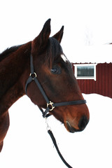 urho 160113