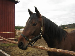 050513 Urho