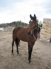 Urho Utalassa 050513