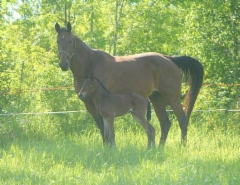 Canticle ja 2015 tamma (Sj's Caviar)