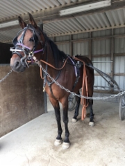 Maxx Birdland Kouvolassa 140717 Salo Stable