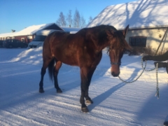 plisetska_birdland_helmikuu_2018_3