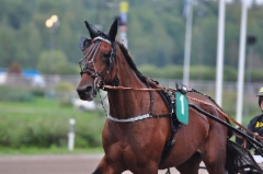 Plisetska Birdland Derbyp&auml;iv&auml;n&auml; 010918 (c) Ravurienmatkassa