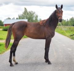 Vanilla Icecream 08/2025 Larva-Jussila