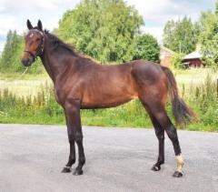 Vanilla Icecream 08/2025 Larva-Jussila