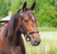 Vanilla Icecream pääkuva_08-25 (C) Larva-Jussila