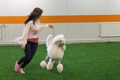 aune_halli2