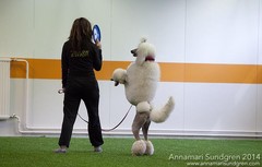 frisbee_4