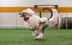 frisbee1