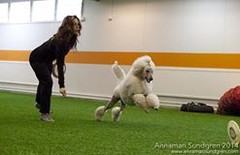 frisbee3