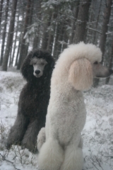 kanny_tammikuu16_187__kopio