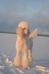 kanny_tammikuu16_301__kopio