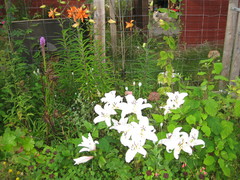 valkoinen lilja "reinesse"