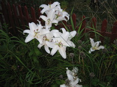 valkoinen lilja