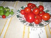 tomaatteja kypsymässä