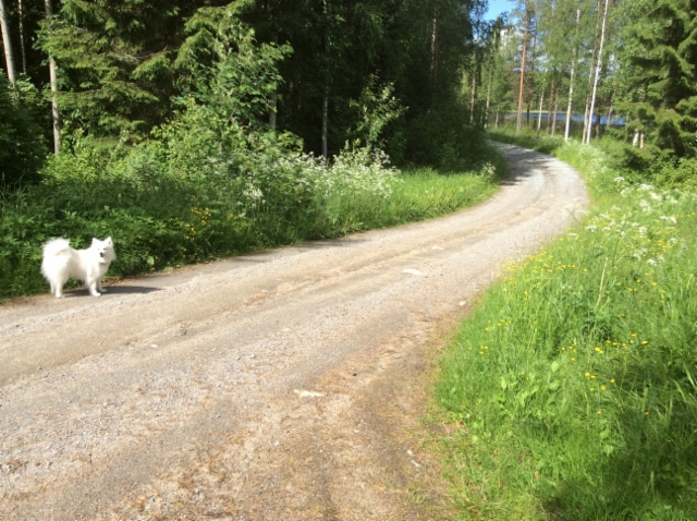 Koira ja koiranputket tien varrella