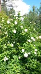 Lumipalloheisi