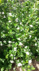 Marja-aronia kukkii