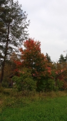 Mets&auml;vaahtera syysv&auml;reiss&auml;