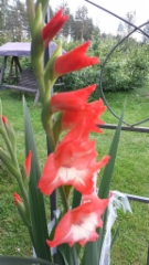 Miekkailija, gladiolus