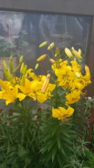 Keltaiset liljat