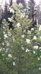 Marjatuomipihlaja-aidanne