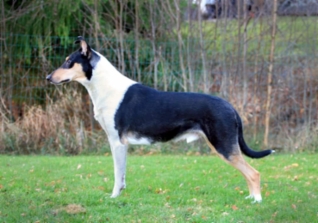 Sileäkarvainen collie, Clingstone's Conspiracy Theory