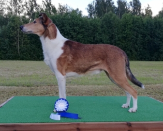 Sileäkarvainen collie, Sandcastle’s Suits Me