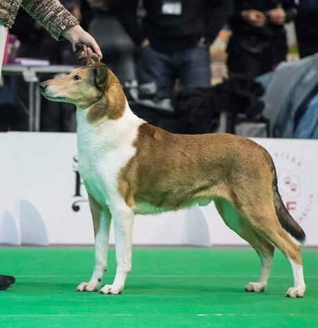 Sileäkarvainen collie, Sandcastle’s Suits Me