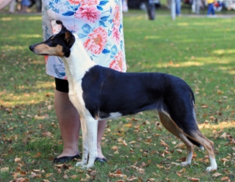 Sileäkarvainen collie, Diamondfox Enchanted Love
