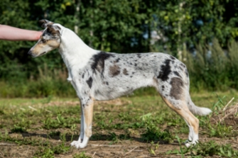 Sileäkarvainen collie, Diamondfox Absolute Twilight Sparkle