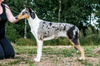 Sileäkarvainen collie, Diamondfox Amazing Bright Dove