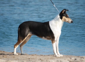 Sileäkarvainen collie, Ardente De'Lia Tale