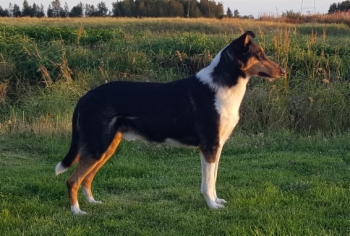 Sileäkarvainen collie, Brackenhaye Brand New Day