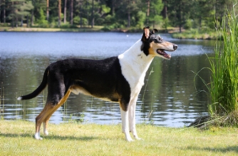 Sileäkarvainen collie, Dandinas Smooth Motion