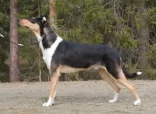 Sileäkarvainen collie, Diamondfox Gift Of Elegance