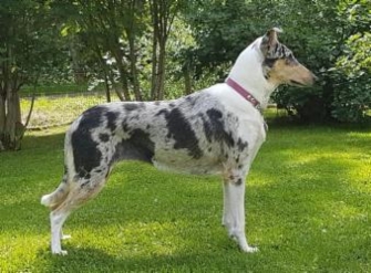 Sileäkarvainen collie, Diamondfox Gift Of Glamor